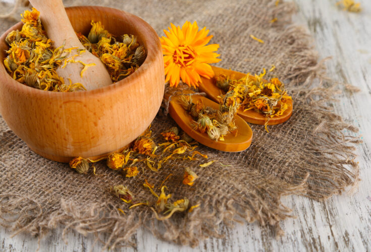 Growing and Using Multipurpose Calendula Image